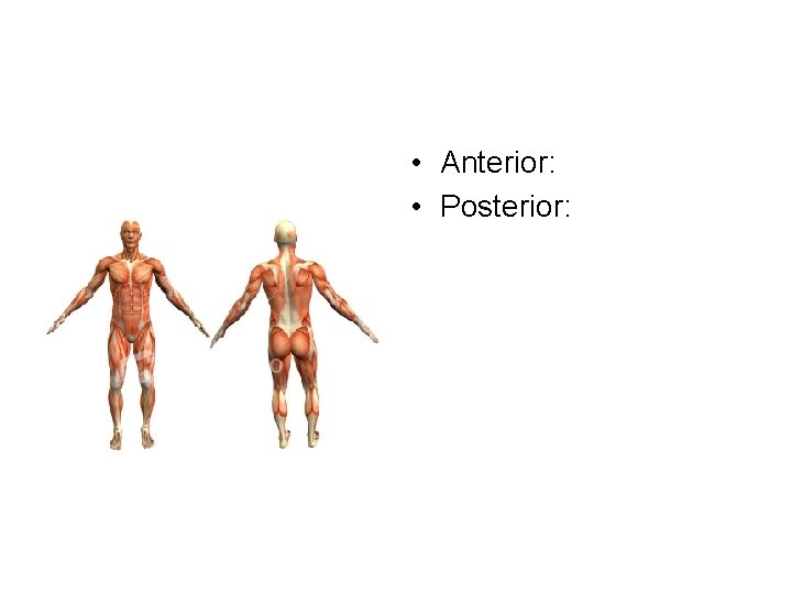  • Anterior: • Posterior: 