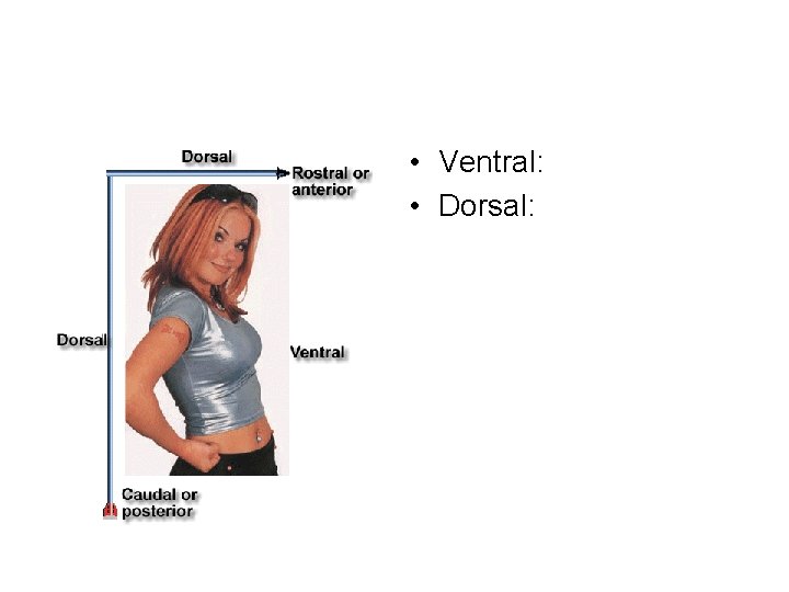  • Ventral: • Dorsal: 