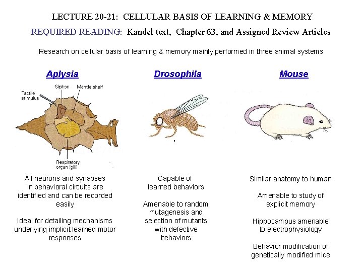 LECTURE 20 -21: CELLULAR BASIS OF LEARNING & MEMORY REQUIRED READING: Kandel text, Chapter