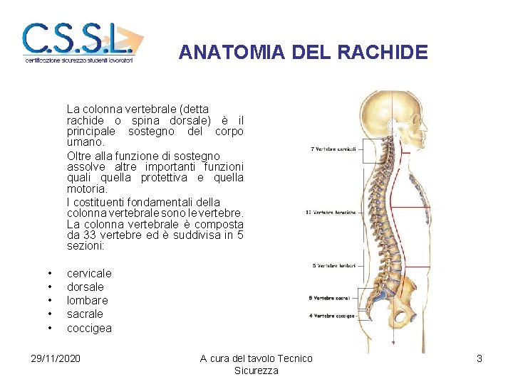 ANATOMIA DEL RACHIDE La colonna vertebrale (detta rachide o spina dorsale) è il principale