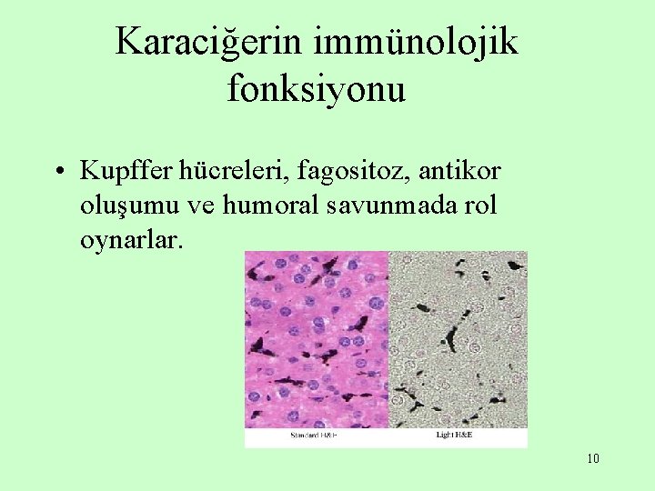 Karaciğerin immünolojik fonksiyonu • Kupffer hücreleri, fagositoz, antikor oluşumu ve humoral savunmada rol oynarlar. Karaciğerin immünolojik fonksiyonu • Kupffer hücreleri, fagositoz, antikor oluşumu ve humoral savunmada rol oynarlar.