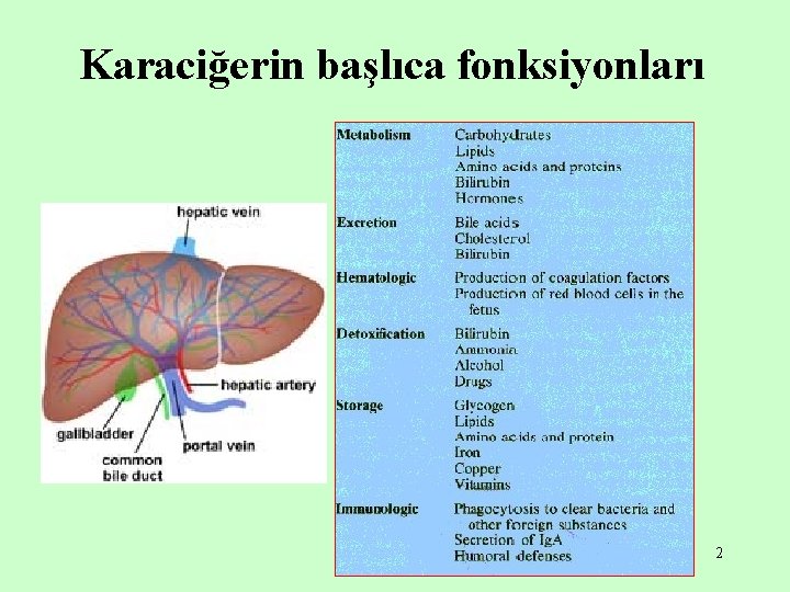 Karaciğerin başlıca fonksiyonları 2 Karaciğerin başlıca fonksiyonları 2