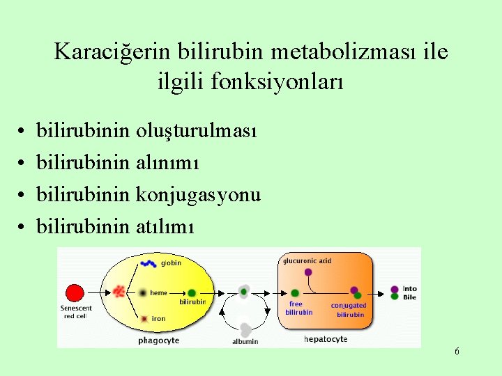Karaciğerin bilirubin metabolizması ile ilgili fonksiyonları • • bilirubinin oluşturulması bilirubinin alınımı bilirubinin konjugasyonu Karaciğerin bilirubin metabolizması ile ilgili fonksiyonları • • bilirubinin oluşturulması bilirubinin alınımı bilirubinin konjugasyonu