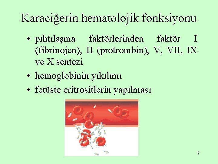 Karaciğerin hematolojik fonksiyonu • pıhtılaşma faktörlerinden faktör I (fibrinojen), II (protrombin), V, VII, IX Karaciğerin hematolojik fonksiyonu • pıhtılaşma faktörlerinden faktör I (fibrinojen), II (protrombin), V, VII, IX