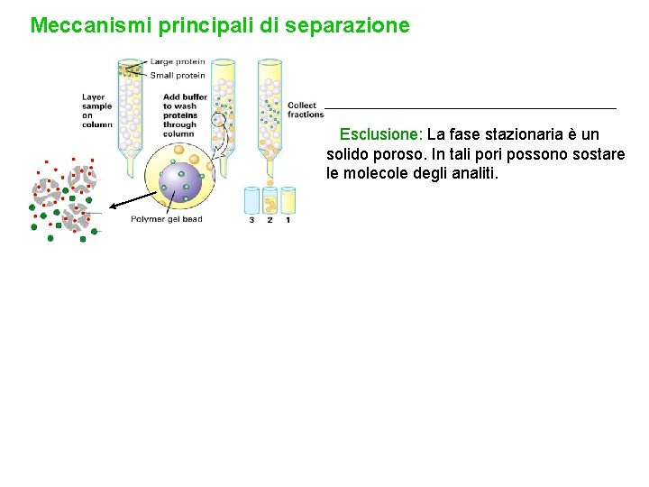 Meccanismi principali di separazione Esclusione: La fase stazionaria è un solido poroso. In tali Meccanismi principali di separazione Esclusione: La fase stazionaria è un solido poroso. In tali