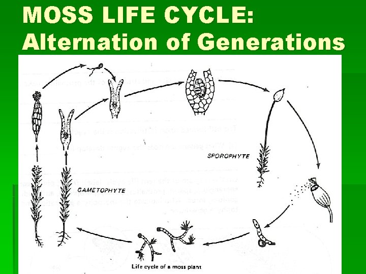 MOSS LIFE CYCLE: Alternation of Generations 