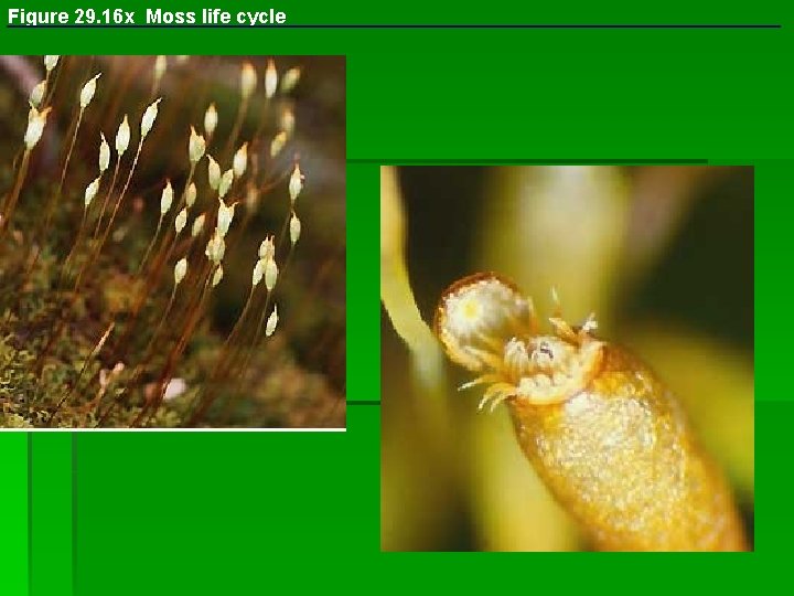 Figure 29. 16 x Moss life cycle 