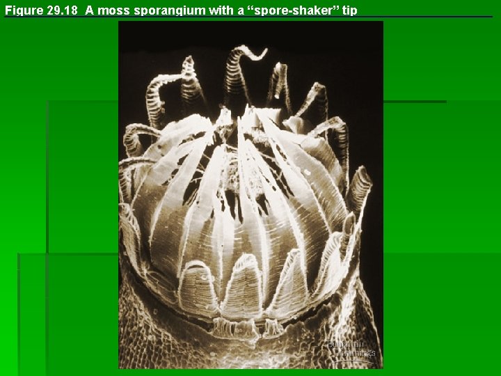 Figure 29. 18 A moss sporangium with a “spore-shaker” tip 