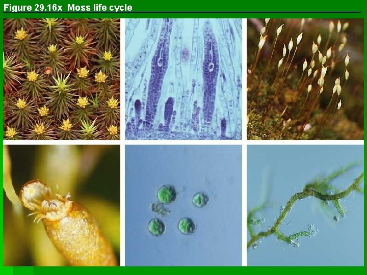 Figure 29. 16 x Moss life cycle 