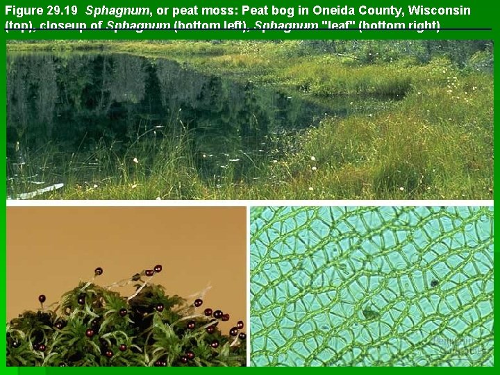 Figure 29. 19 Sphagnum, or peat moss: Peat bog in Oneida County, Wisconsin (top),