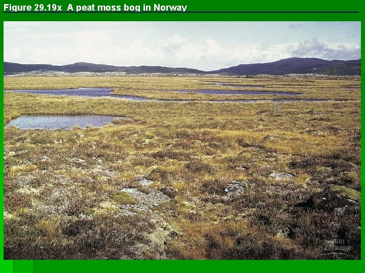 Figure 29. 19 x A peat moss bog in Norway 