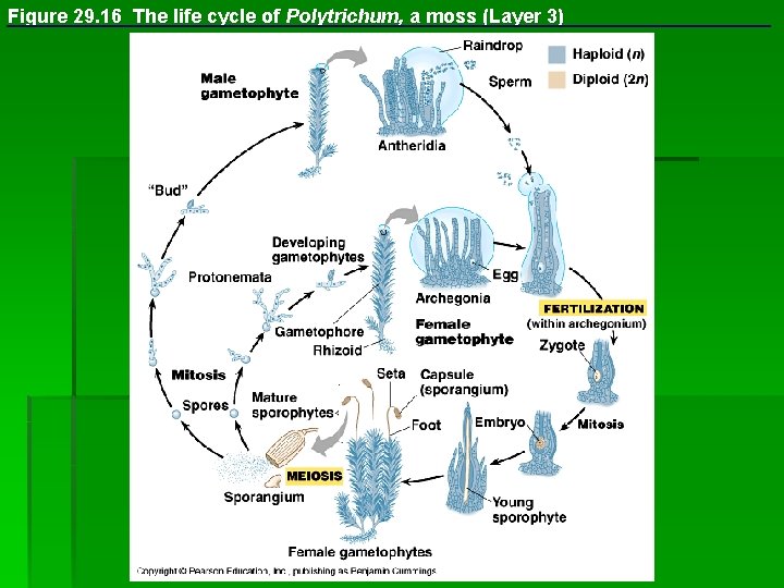 Figure 29. 16 The life cycle of Polytrichum, a moss (Layer 3) 