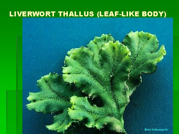 LIVERWORT THALLUS (LEAF-LIKE BODY) 