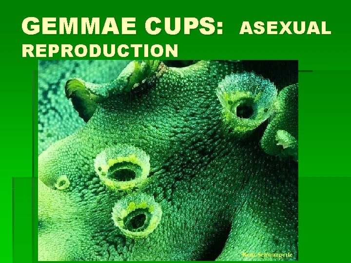 GEMMAE CUPS: REPRODUCTION ASEXUAL 