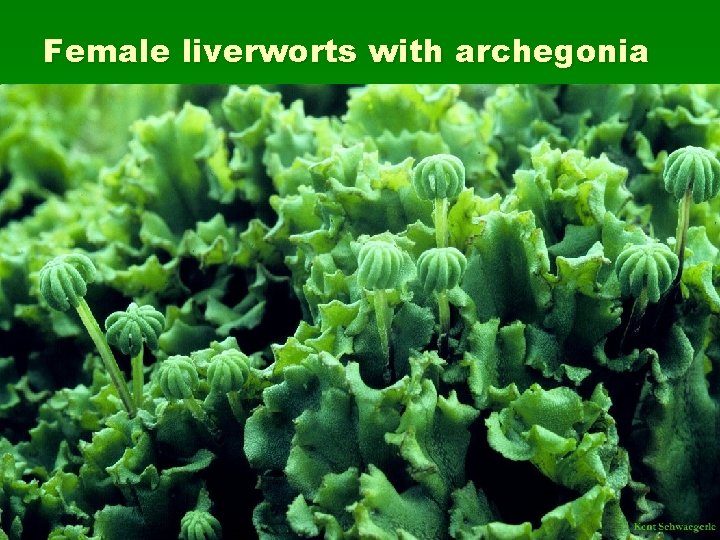 Female liverworts with archegonia § This is a female liverwort. 