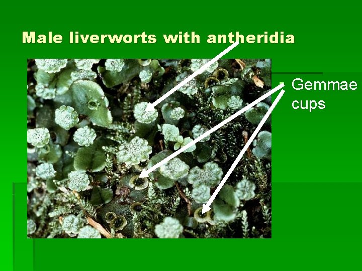 Male liverworts with antheridia § Gemmae cups 