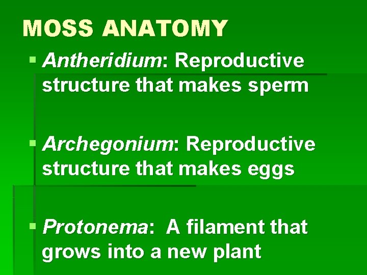 MOSS ANATOMY § Antheridium: Reproductive structure that makes sperm § Archegonium: Reproductive structure that