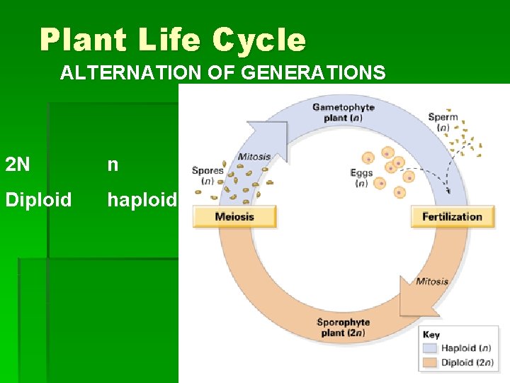 Plant Life Cycle ALTERNATION OF GENERATIONS 2 N n Diploid haploid 