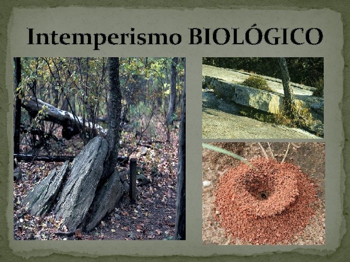 Intemperismo BIOLÓGICO 
