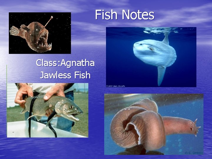 Fish Notes Class: Agnatha Jawless Fish 
