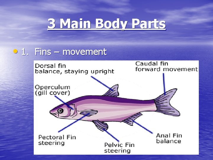 3 Main Body Parts • 1. Fins – movement 