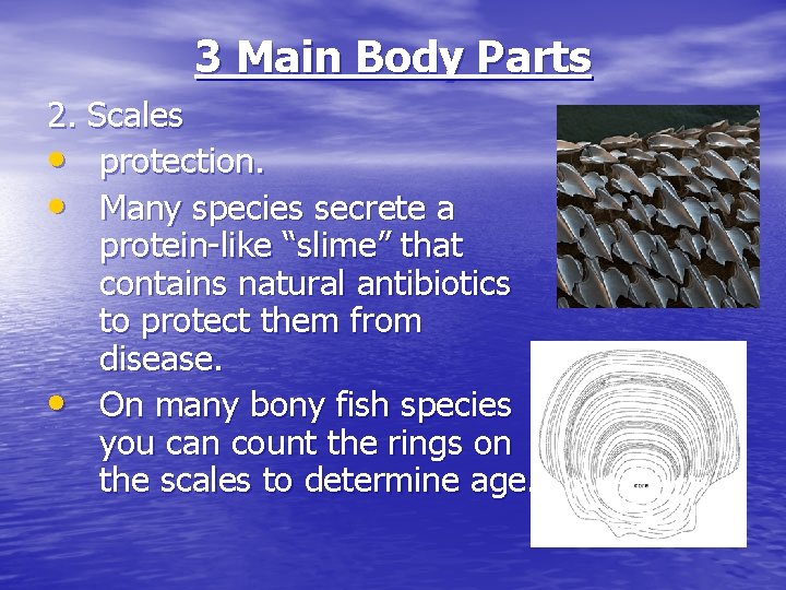 3 Main Body Parts 2. Scales • protection. • Many species secrete a protein-like