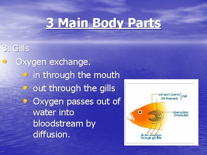 3 Main Body Parts 3. Gills • Oxygen exchange. • in through the mouth