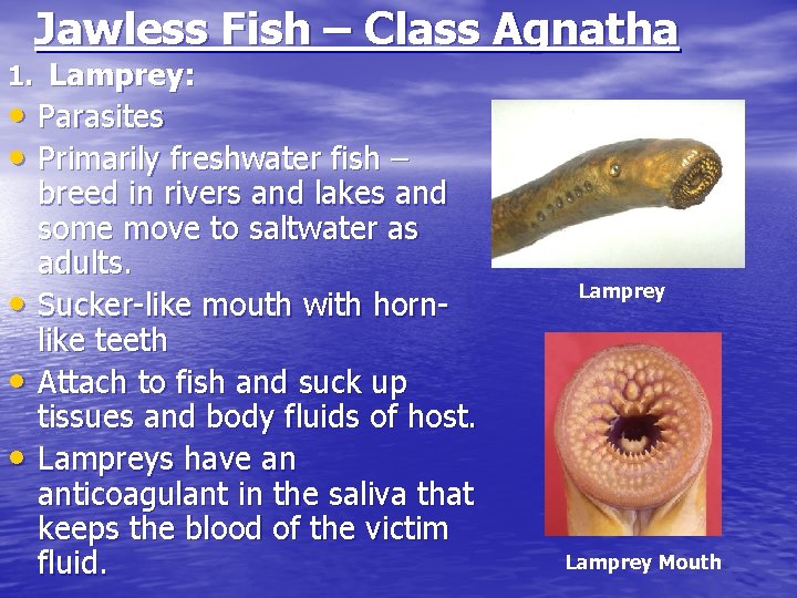 Jawless Fish – Class Agnatha 1. Lamprey: • Parasites • Primarily freshwater fish –