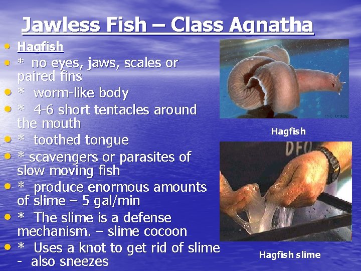 Jawless Fish – Class Agnatha • Hagfish • * no eyes, jaws, scales or