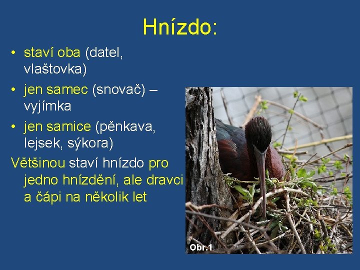 Hnízdo: • staví oba (datel, vlaštovka) • jen samec (snovač) – vyjímka • jen