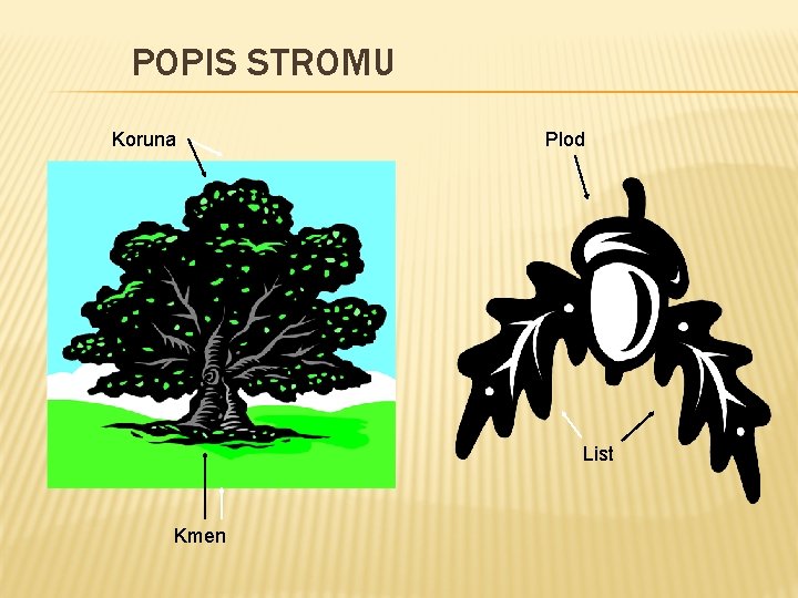 POPIS STROMU Koruna Plod List Kmen 