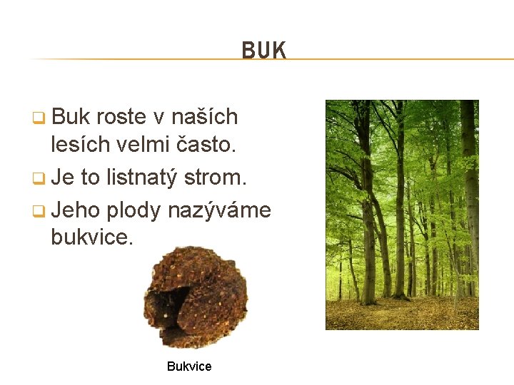 BUK q Buk roste v naších lesích velmi často. q Je to listnatý strom.