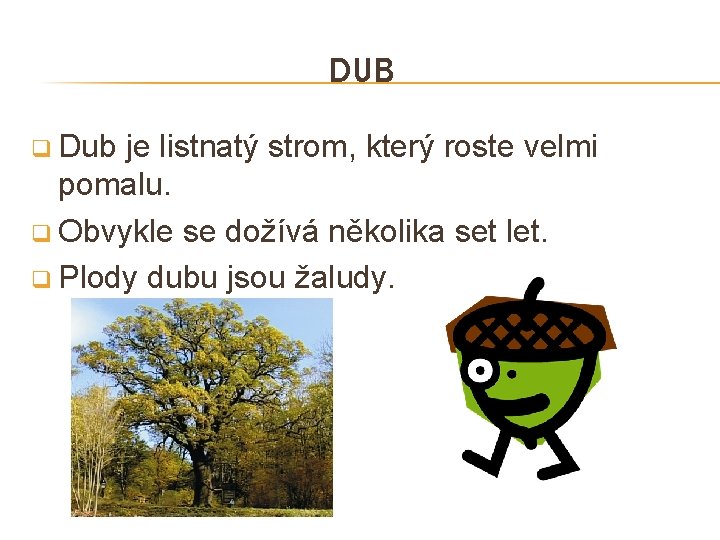 DUB q Dub je listnatý strom, který roste velmi pomalu. q Obvykle se dožívá