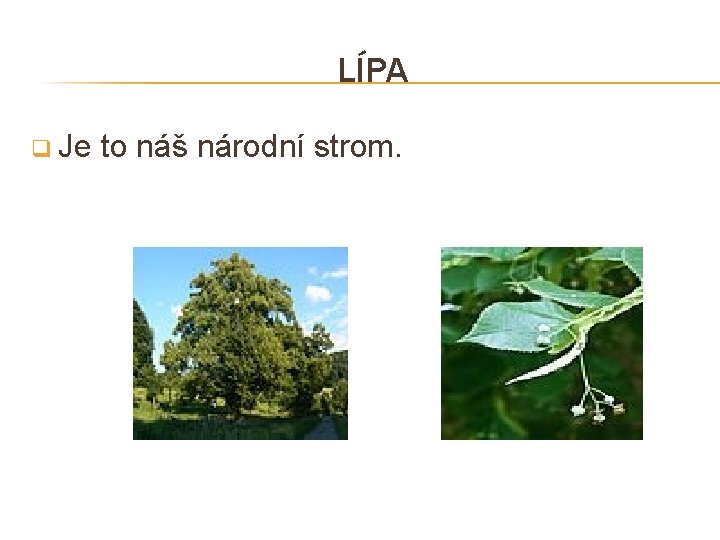 LÍPA q Je to náš národní strom. 