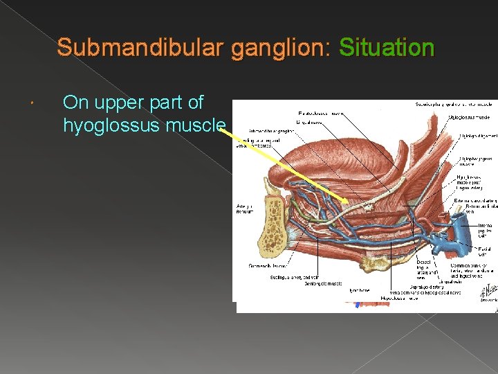 Submandibular ganglion: Situation On upper part of hyoglossus muscle 