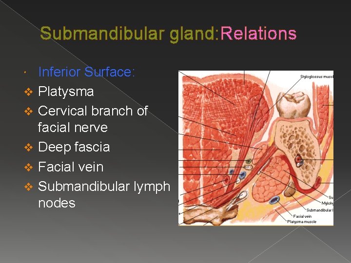 Submandibular gland: Relations v v v Inferior Surface: Platysma Cervical branch of facial nerve