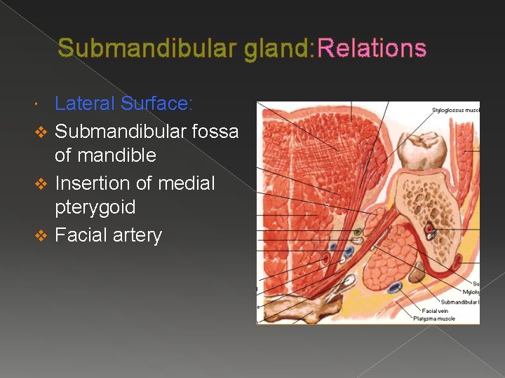 Submandibular gland: Relations Lateral Surface: v Submandibular fossa of mandible v Insertion of medial