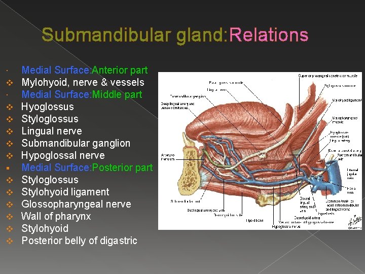 Submandibular gland: Relations v v v v § v v v Medial Surface: Anterior