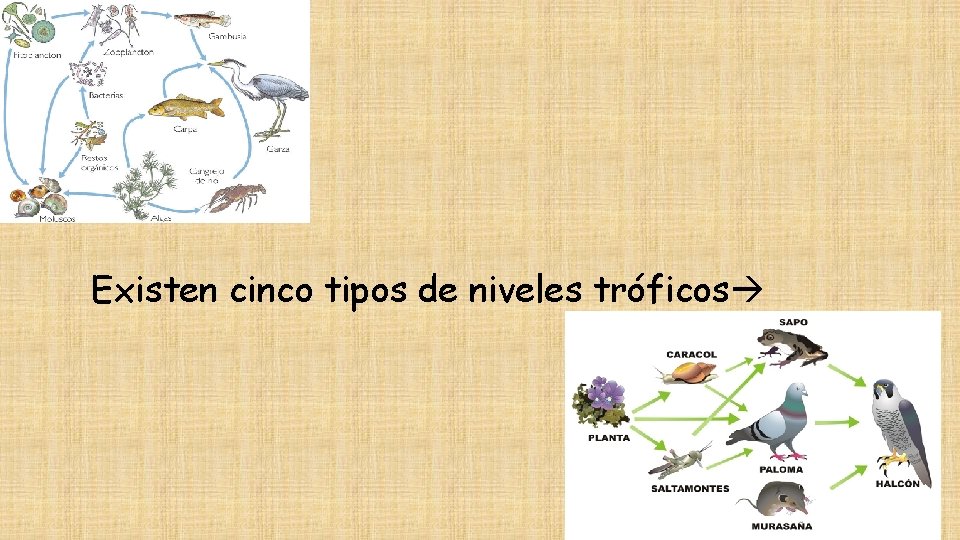 Existen cinco tipos de niveles tróficos 