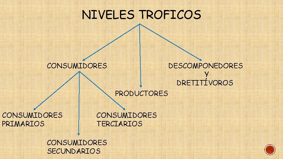 NIVELES TROFICOS CONSUMIDORES DESCOMPONEDORES Y DRETITÍVOROS PRODUCTORES CONSUMIDORES PRIMARIOS CONSUMIDORES TERCIARIOS CONSUMIDORES SECUNDARIOS 