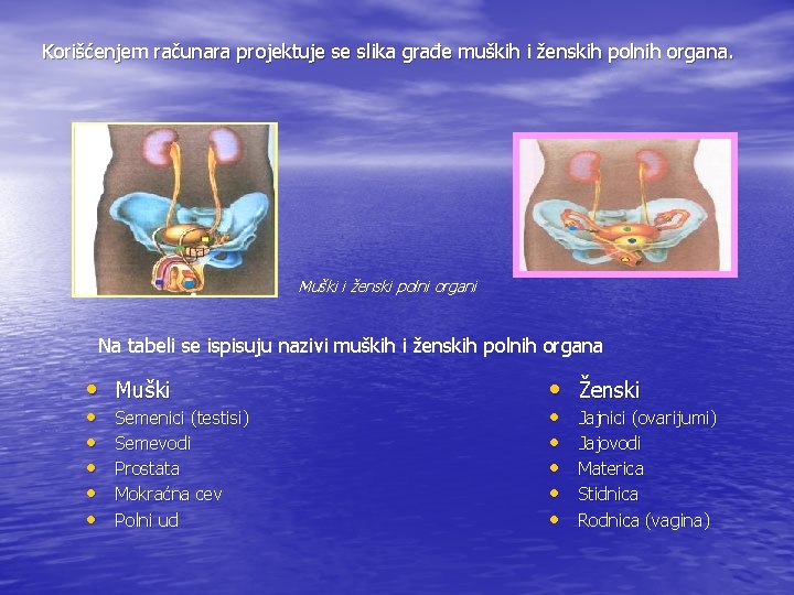 Korišćenjem računara projektuje se slika građe muških i ženskih polnih organa. Muški i ženski