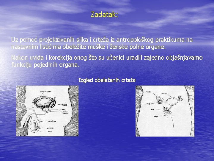 Zadatak: Uz pomoć projektovanih slika i crteža iz antropološkog praktikuma na nastavnim listićima obeležite