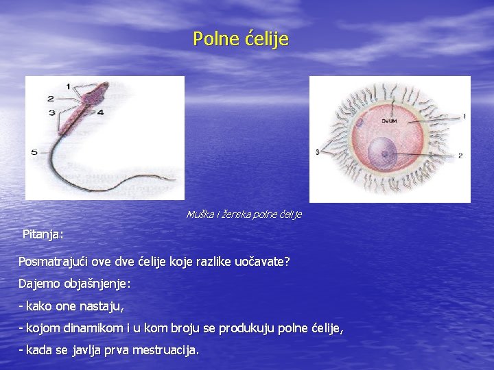 Polne ćelije Muška i ženska polne ćelije Pitanja: Posmatrajući ove dve ćelije koje razlike