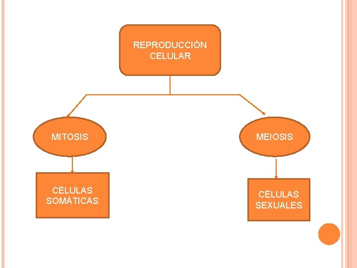 REPRODUCCIÒN CELULAR MITOSIS CÈLULAS SOMÀTICAS MEIOSIS CÈLULAS SEXUALES 