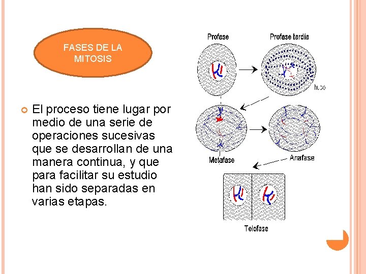 FASES DE LA MITOSIS El proceso tiene lugar por medio de una serie de