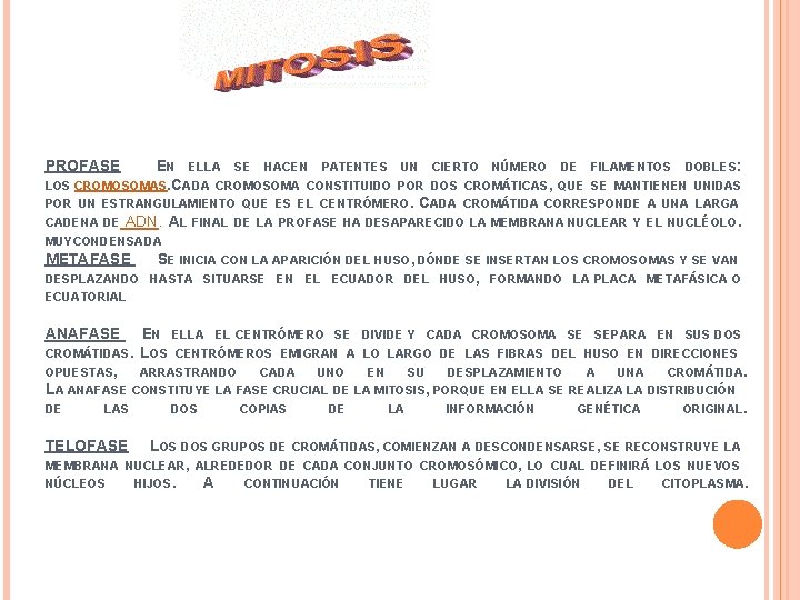 PROFASE EN ELLA SE HACEN PATENTES UN CIERTO NÚMERO DE FILAMENTOS DOBLES: LOS CROMOSOMAS.