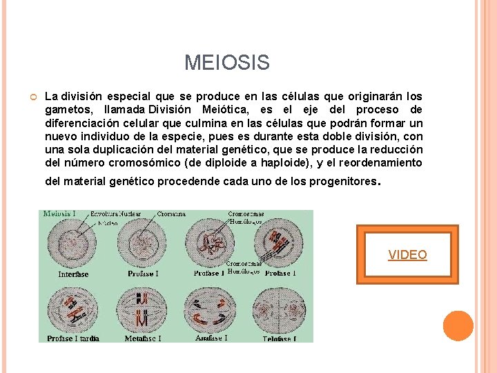 MEIOSIS La división especial que se produce en las células que originarán los gametos,