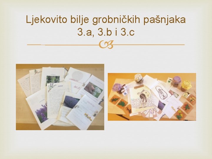 Ljekovito bilje grobničkih pašnjaka 3. a, 3. b i 3. c 