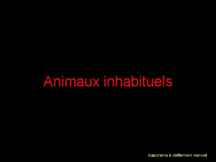 Animaux inhabituels 