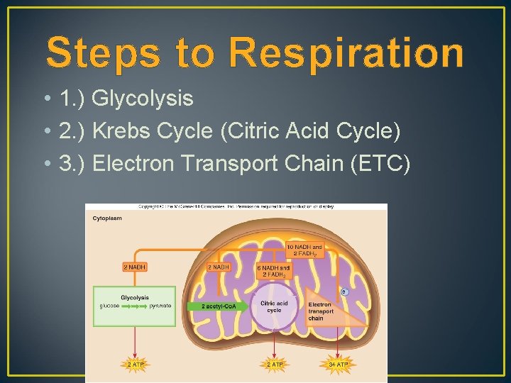 Steps to Respiration • 1. ) Glycolysis • 2. ) Krebs Cycle (Citric Acid